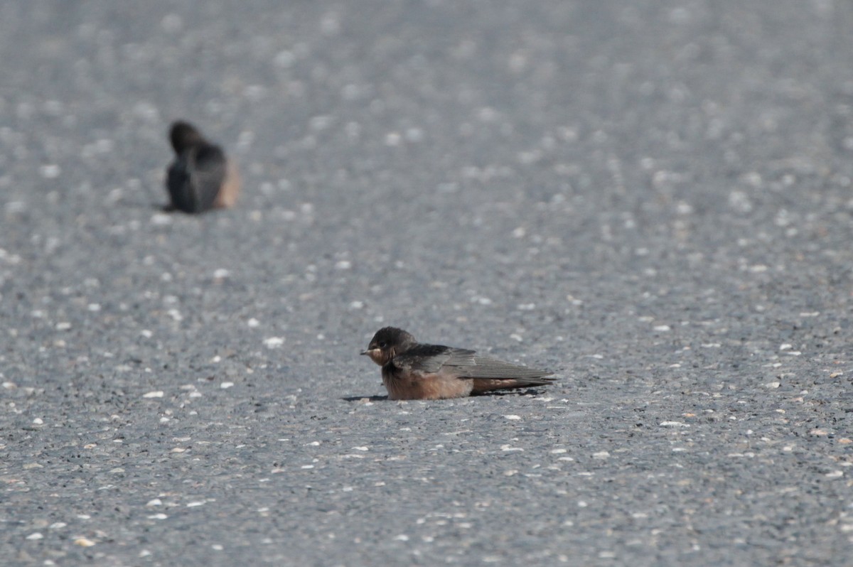 Асрын хараацай - ML169332901