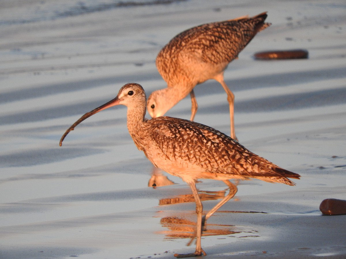 Long-billed Curlew - ML169333071