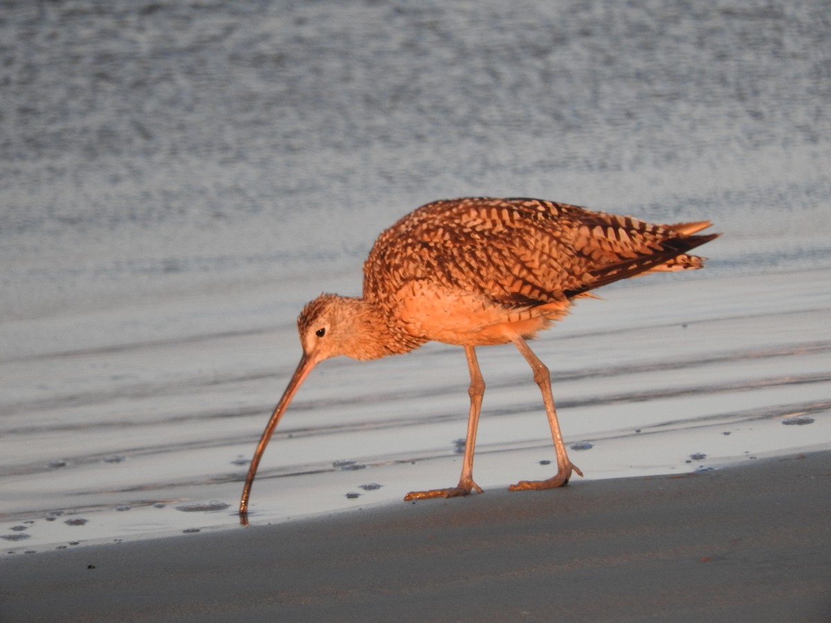 Long-billed Curlew - ML169333091