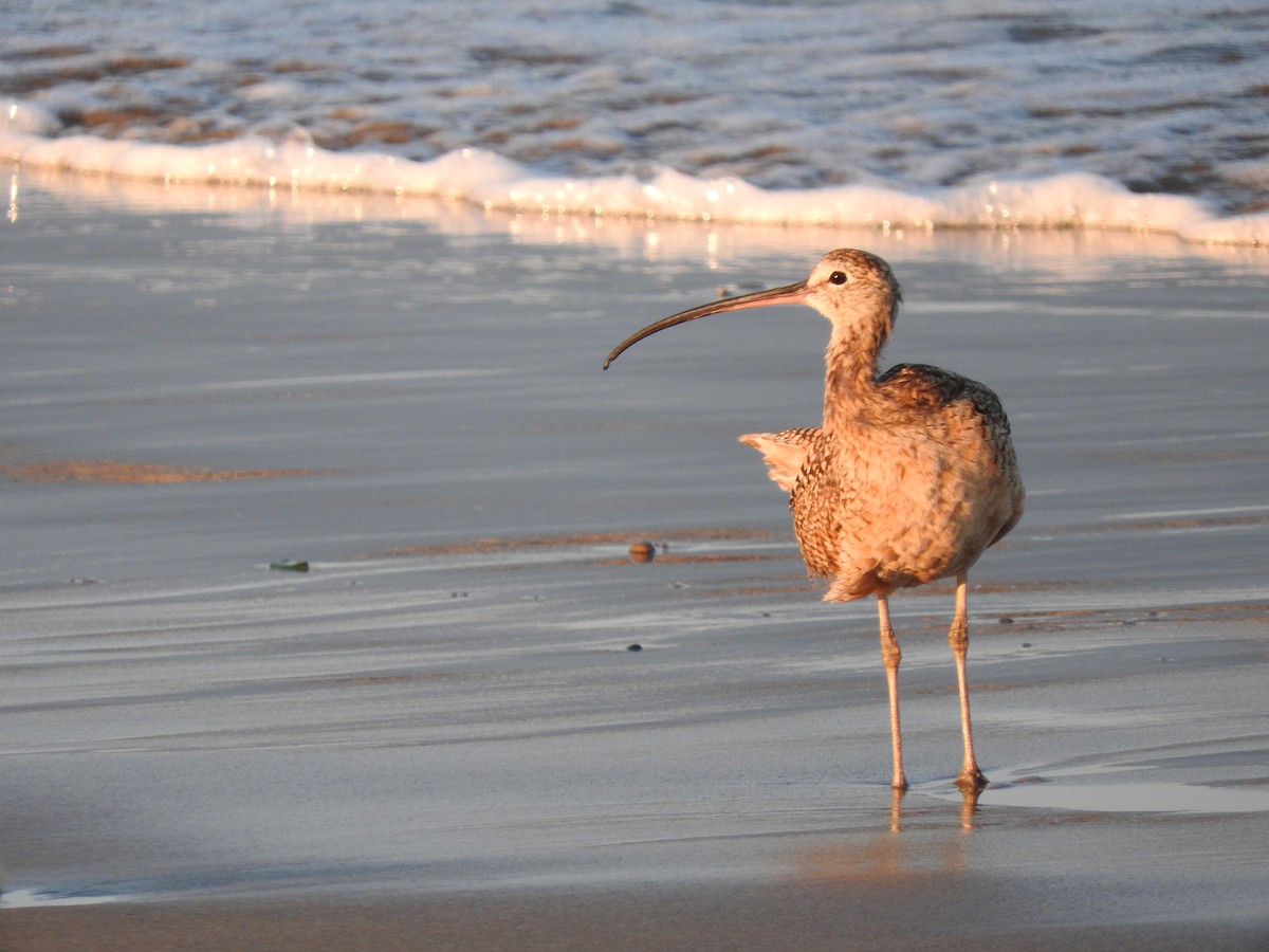 Long-billed Curlew - ML169333101