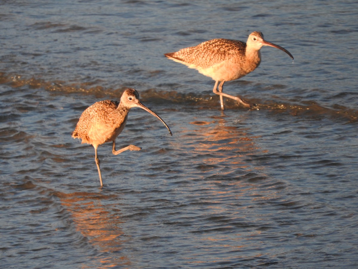 Long-billed Curlew - ML169333111
