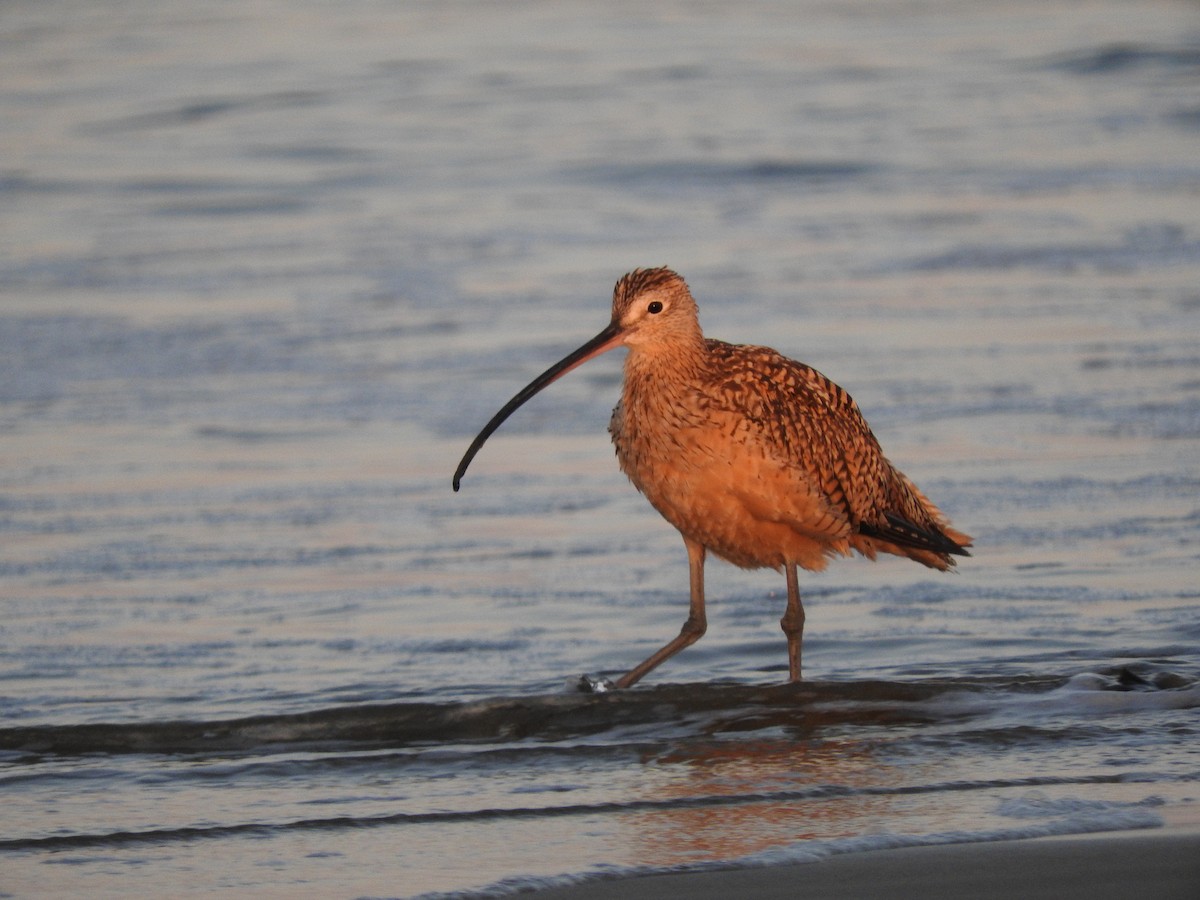 Long-billed Curlew - ML169333121