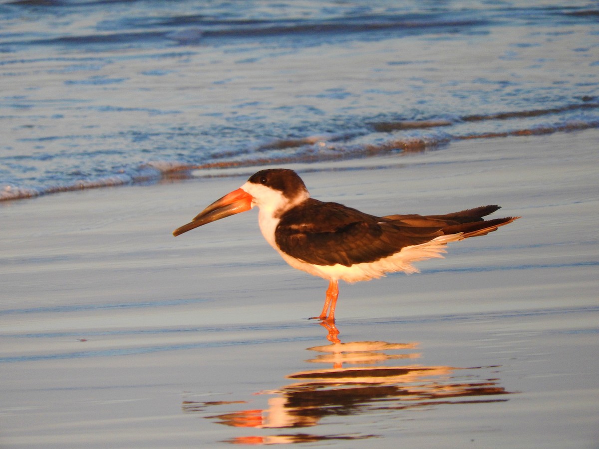 Black Skimmer - ML169333191