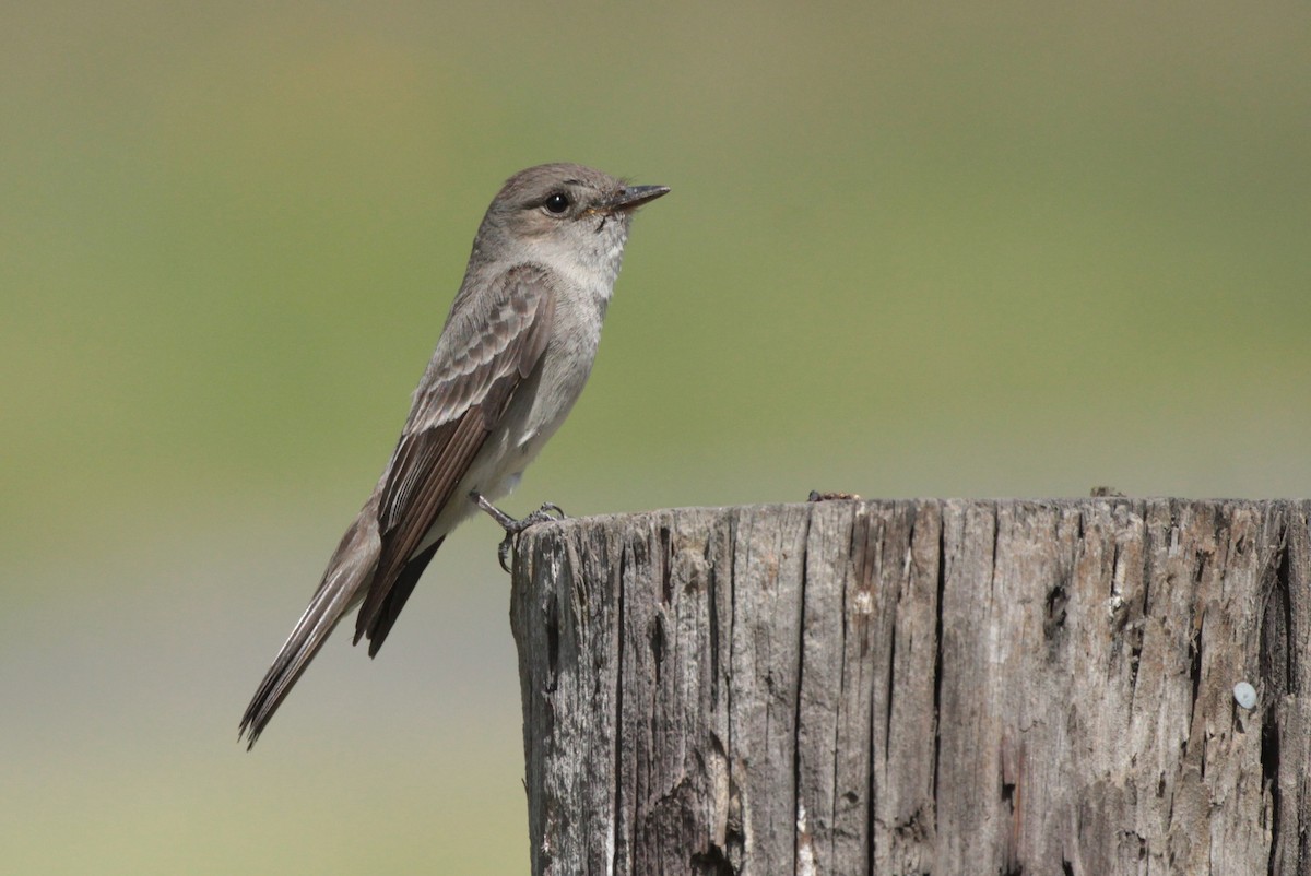 Western Wood-Pewee - ML169333301
