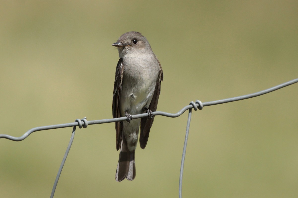 Western Wood-Pewee - ML169333311