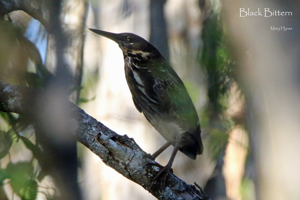 Black Bittern - ML169333531