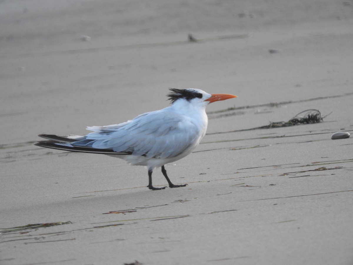 Royal Tern - ML169333881