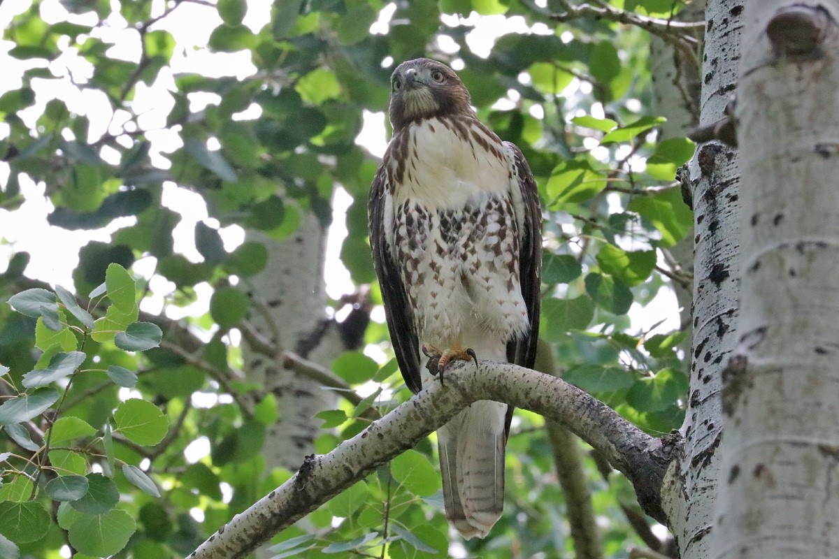 Red-tailed Hawk - ML169335591