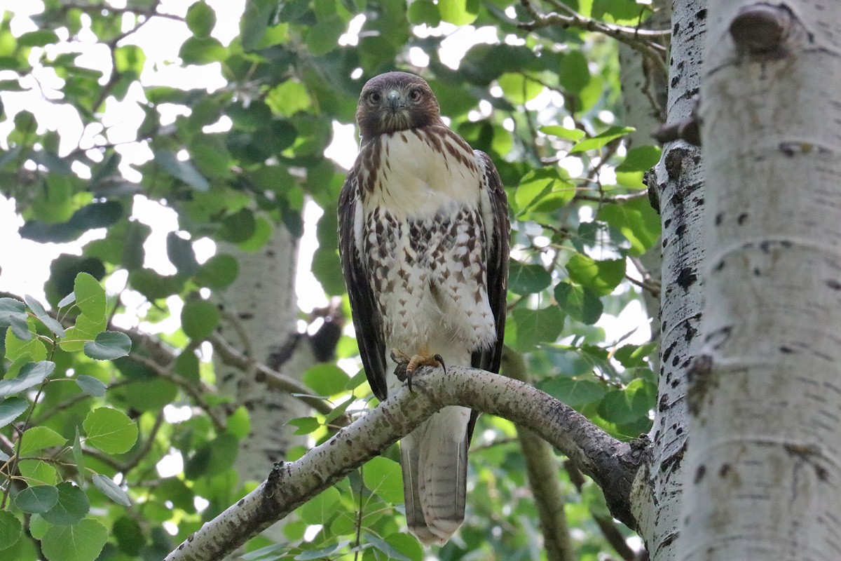 Red-tailed Hawk - ML169335601