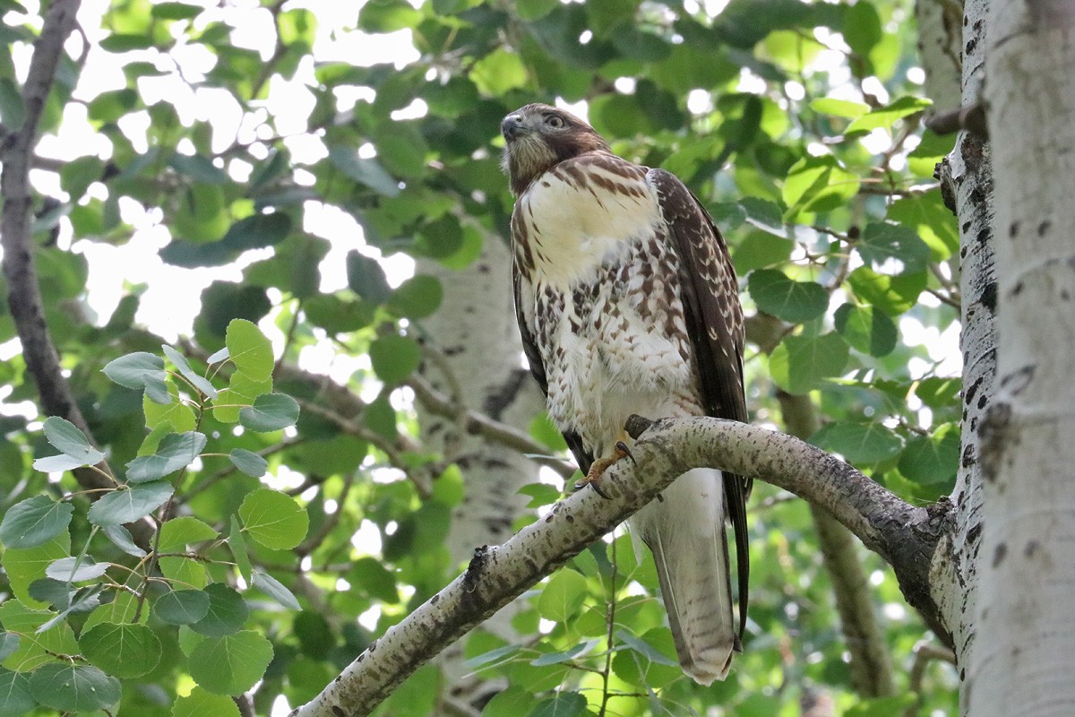 Red-tailed Hawk - ML169335611