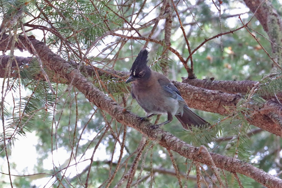 Steller's Jay (Southwest Interior) - ML169335641