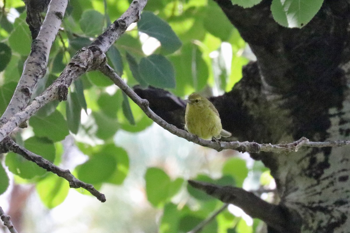 Orange-crowned Warbler - ML169335681