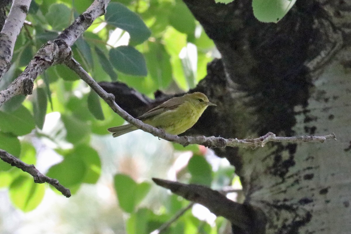 Orange-crowned Warbler - ML169335691