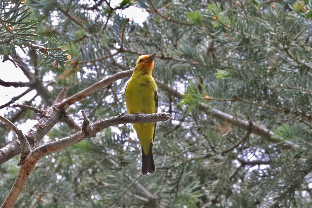 Western Tanager - ML169335701