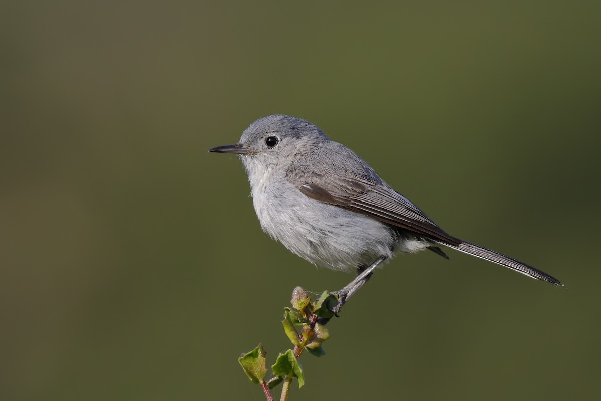 Blue-gray Gnatcatcher - ML169336591