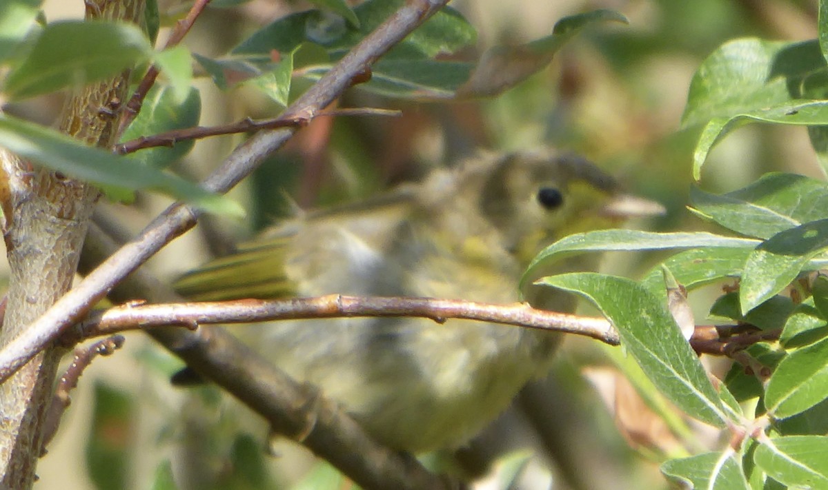 Yellow Warbler (Northern) - ML169338561
