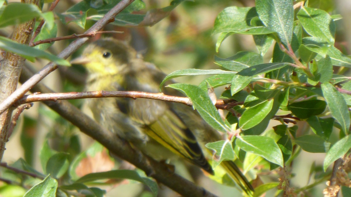 Yellow Warbler (Northern) - ML169338571