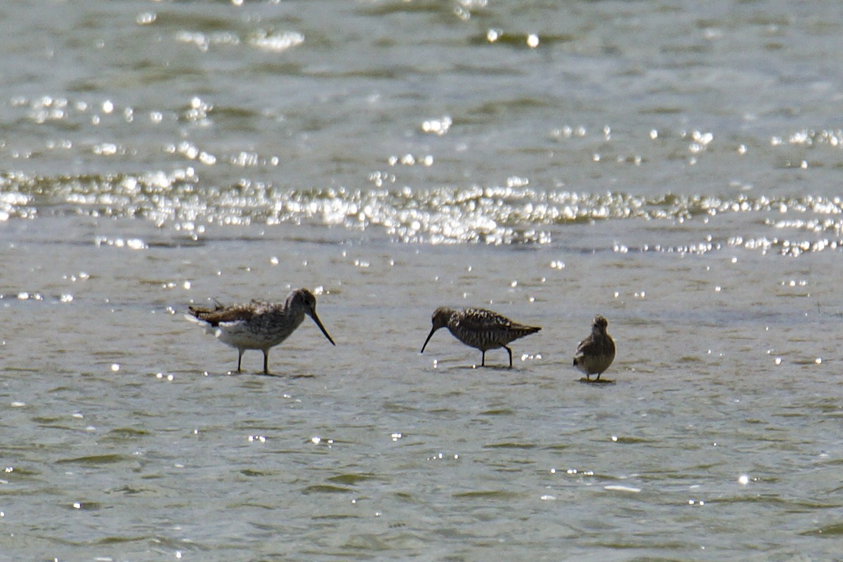 Stilt Sandpiper - ML169339501