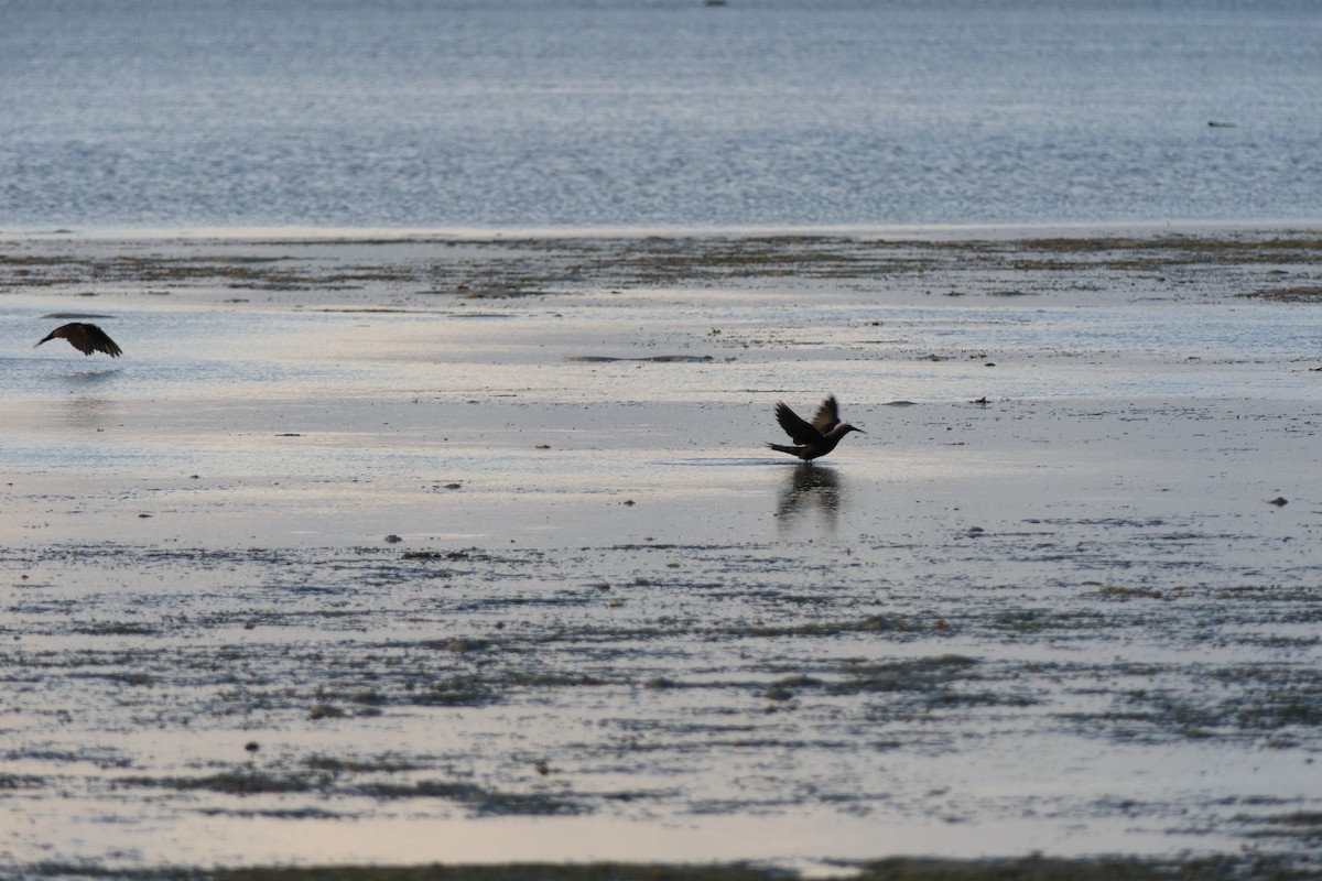 Brown/Black Noddy - Jim Kirker