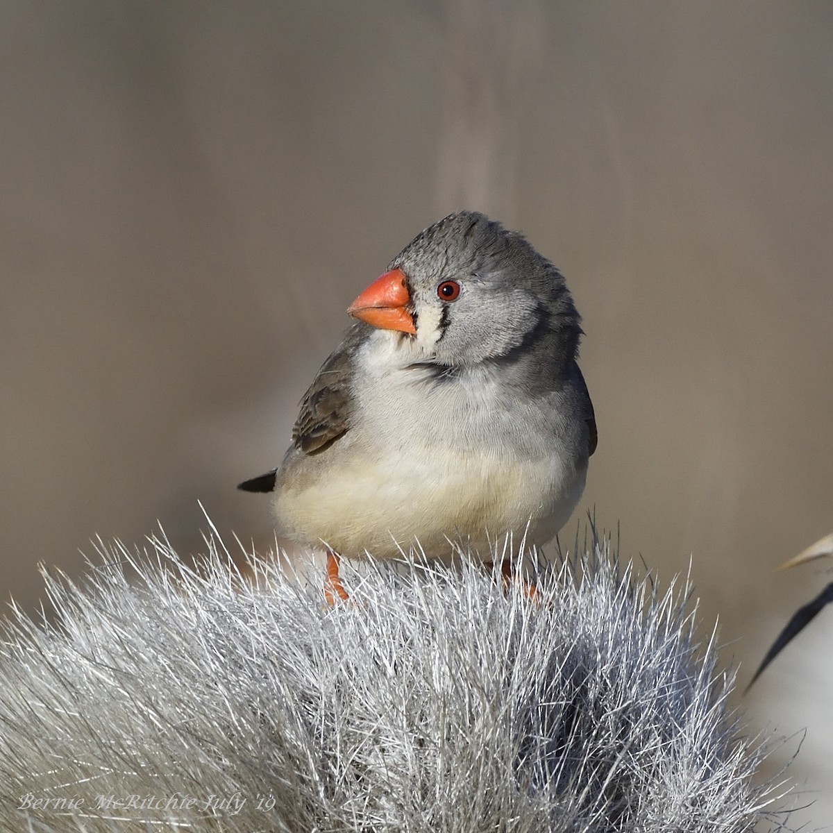 Zebra Finch - ML169342411