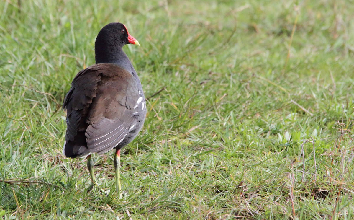 Common Gallinule - ML169344121