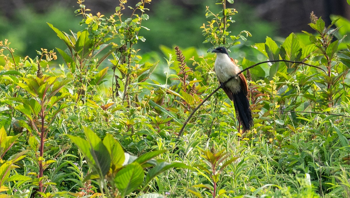 Blue-headed Coucal - Forest Botial-Jarvis