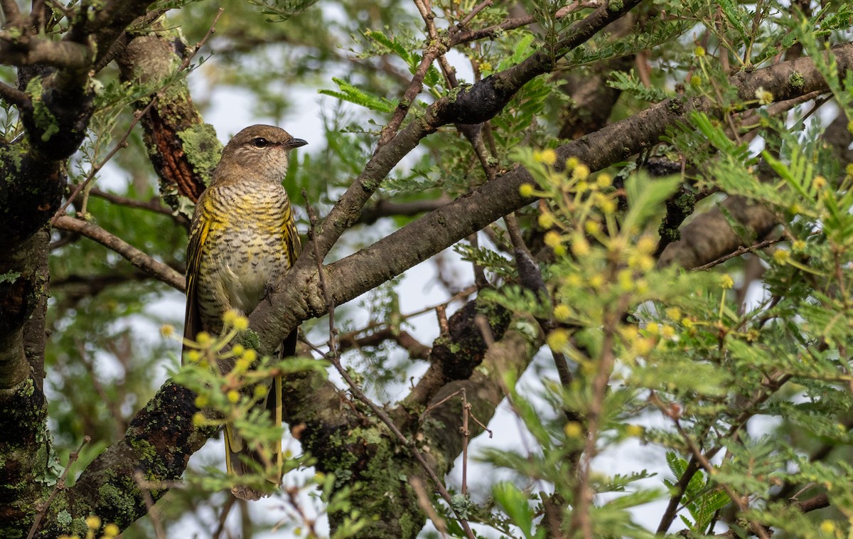 Red-shouldered Cuckooshrike - ML169345101
