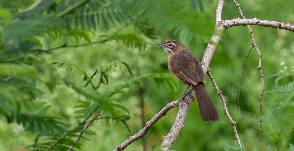 Moustached Grass-Warbler - ML169345341