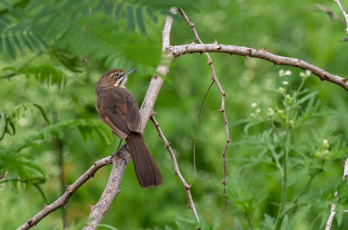 Moustached Grass-Warbler - Forest Botial-Jarvis