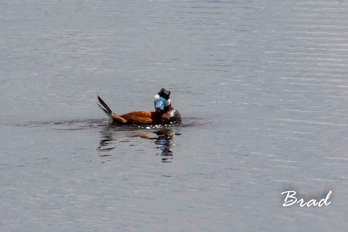 Ruddy Duck - ML169346011