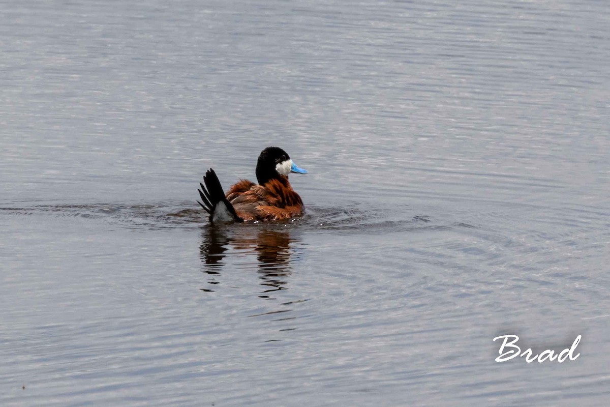 Ruddy Duck - ML169346021