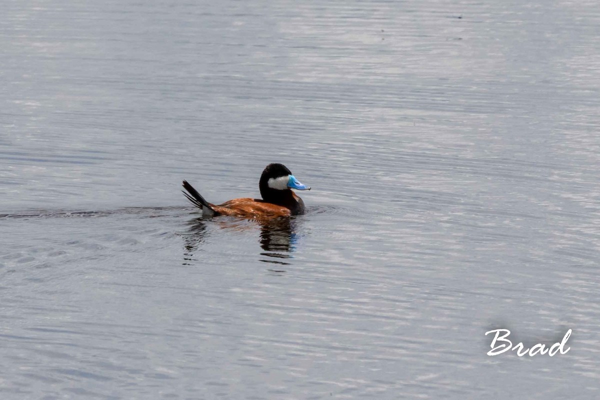 Ruddy Duck - ML169346031