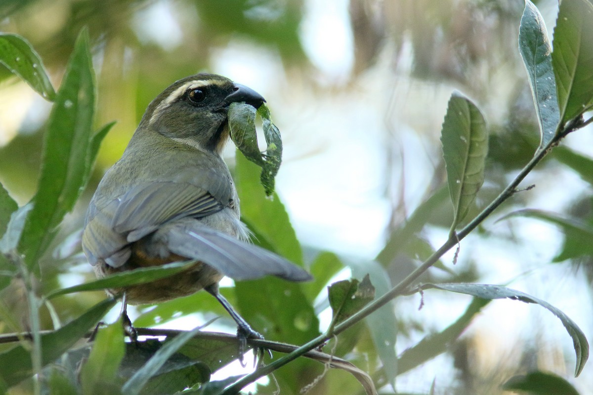 Thick-billed Saltator - ML169346701