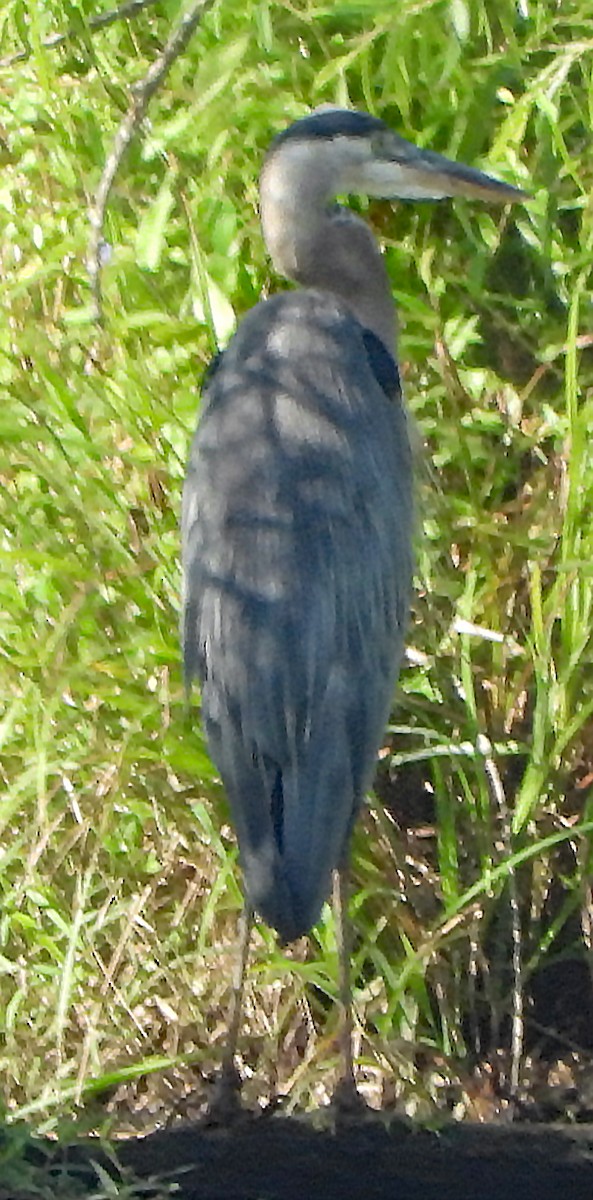 Garza Azulada - ML169347081