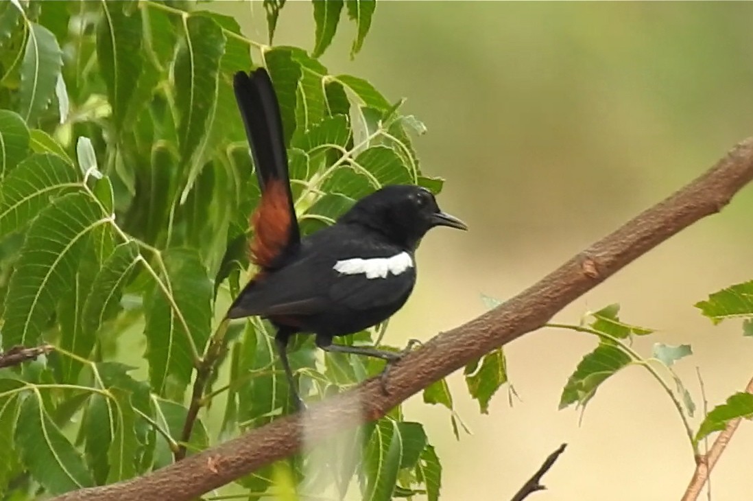 Indian Robin - ML169348851