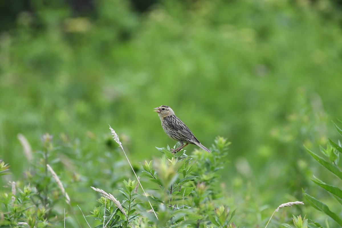 bobolink americký - ML169349781