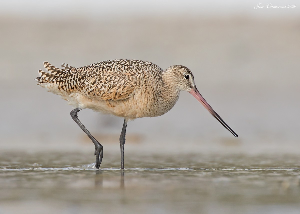 Marbled Godwit - ML169350361