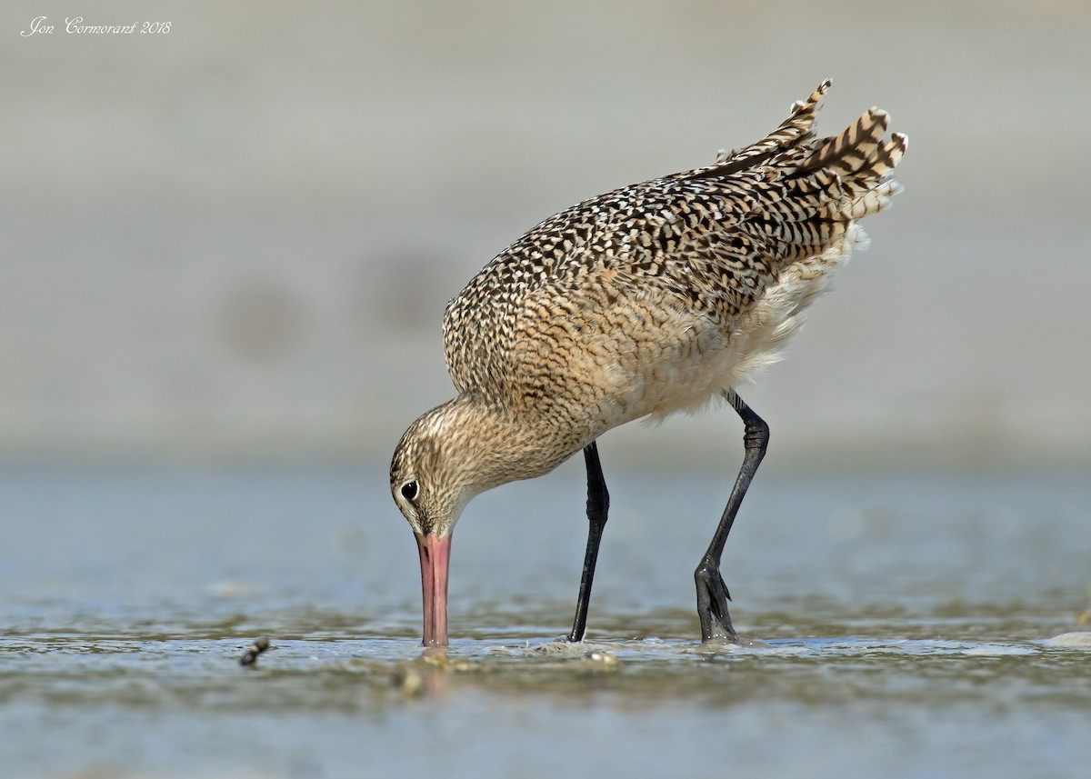 Marbled Godwit - ML169350381