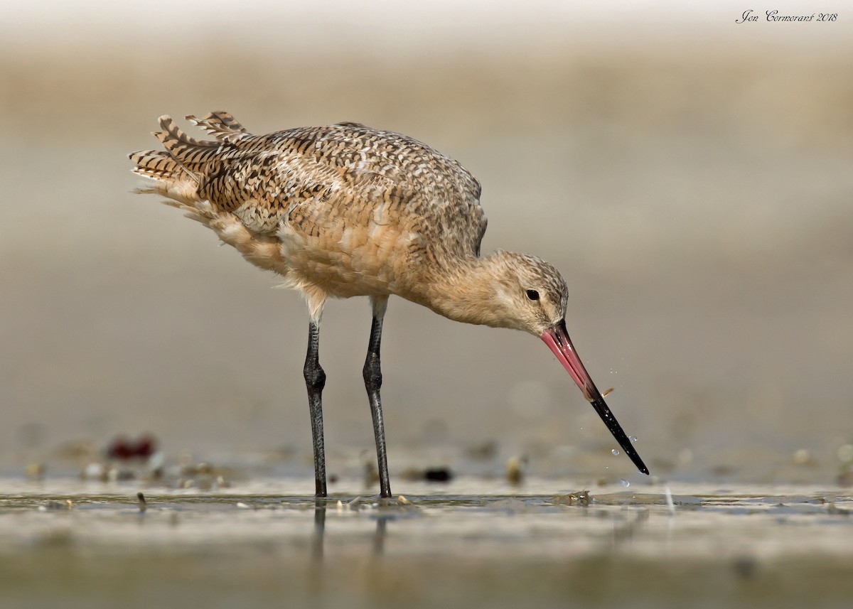 Marbled Godwit - ML169350391