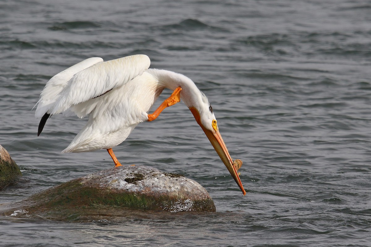 American White Pelican - ML169350821