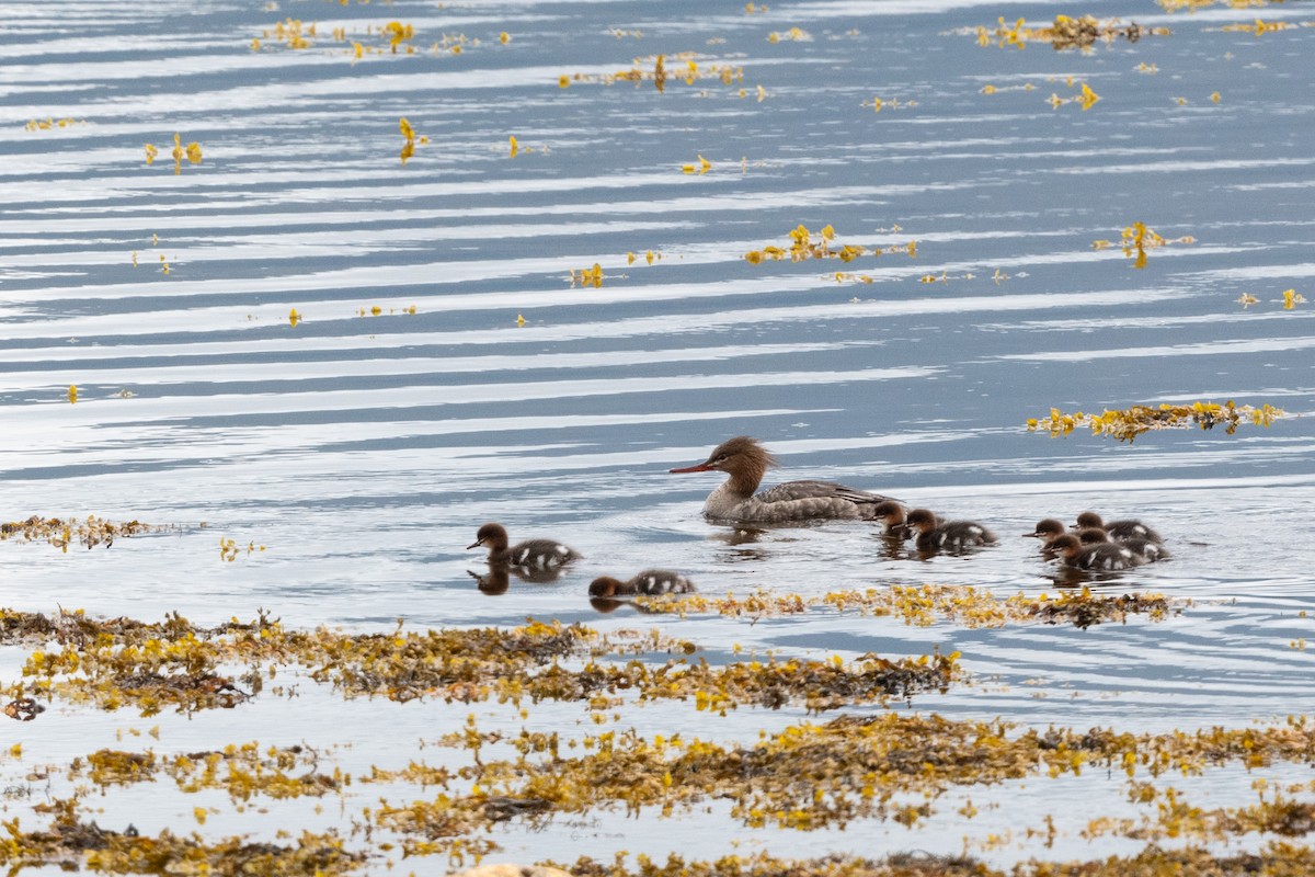 Red-breasted Merganser - Hans Norelius