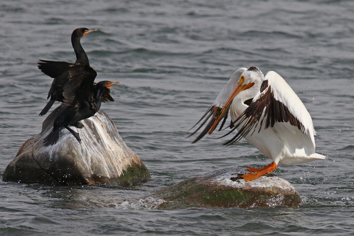 American White Pelican - ML169350851