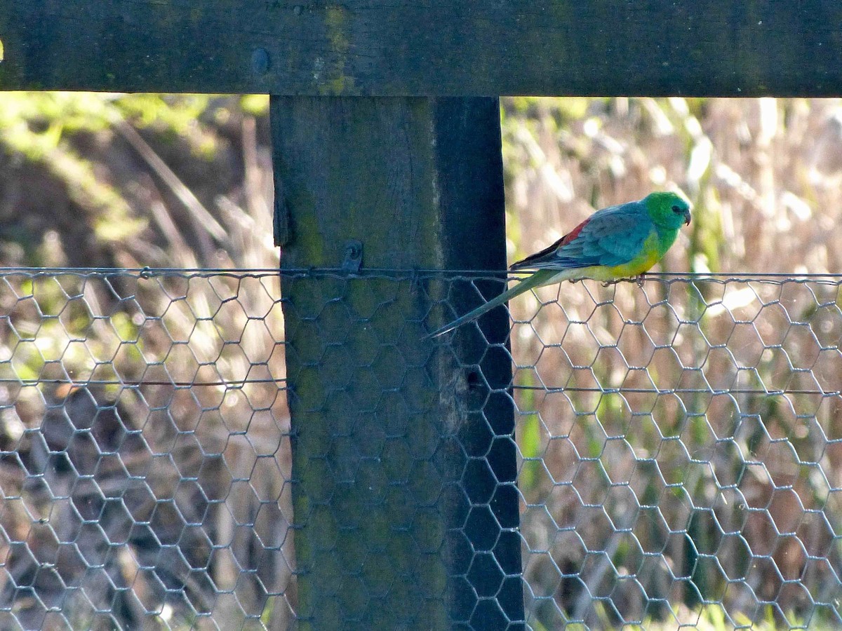 Red-rumped Parrot - ML169351191