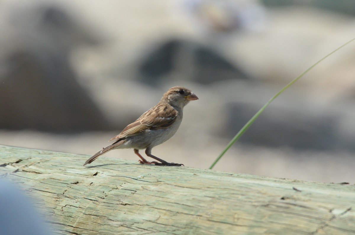 House Sparrow - ML169353091