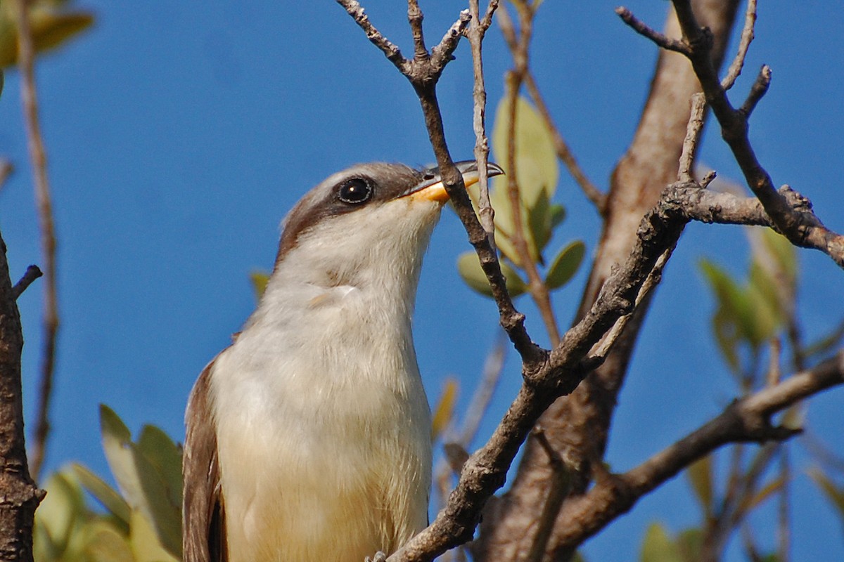 Mangrove Cuckoo - ML169354001