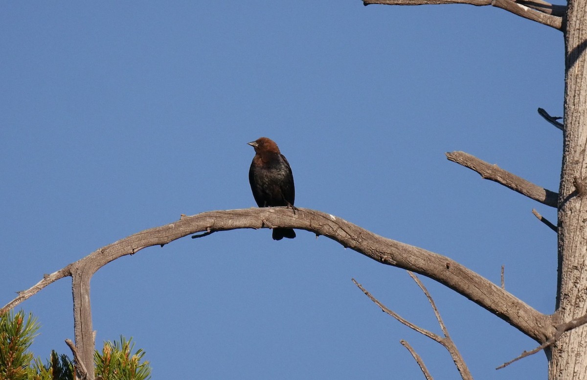 Brown-headed Cowbird - ML169354151