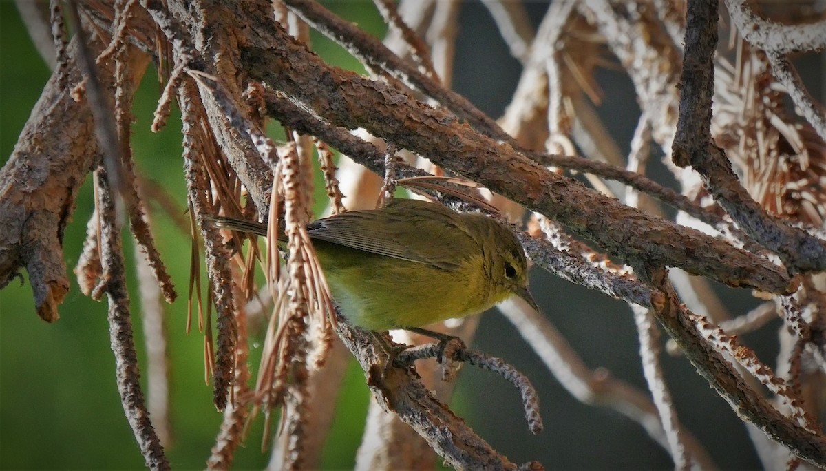 Orange-crowned Warbler - ML169355661