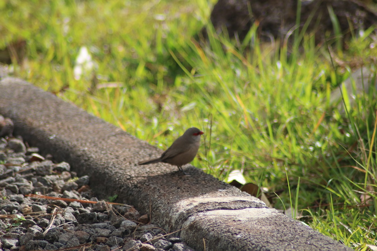 Common Waxbill - ML169356291