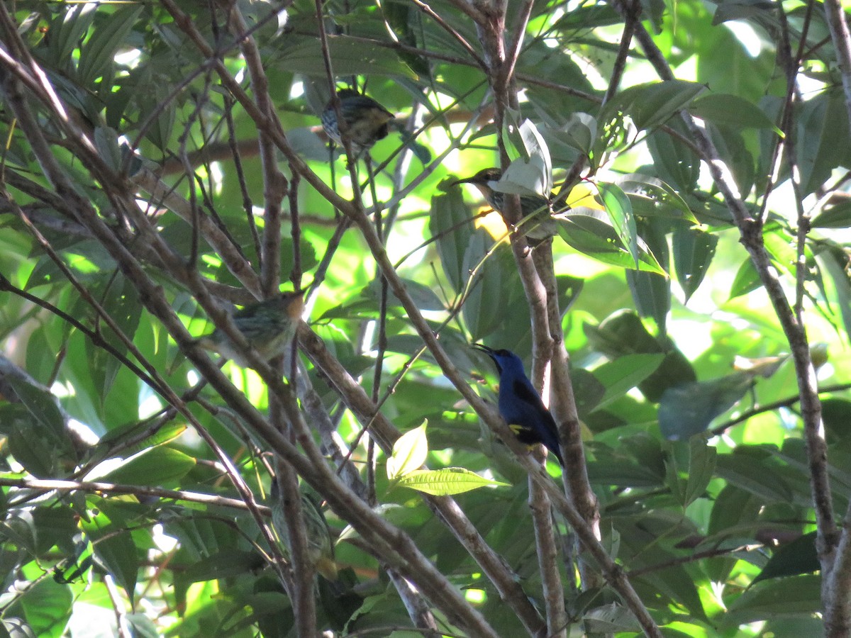 Purple Honeycreeper - ML169356681