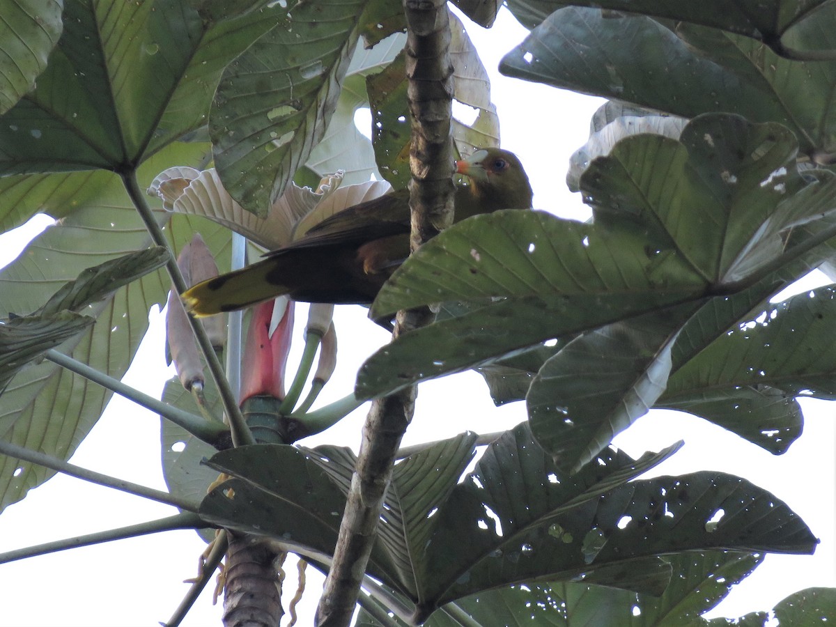 Green Oropendola - ML169356771